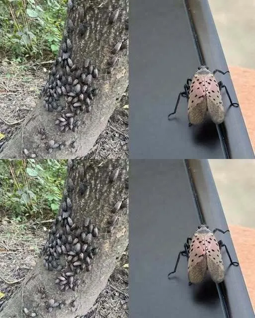 THEY ARE HERE!!!! I’ve spotted several in my backyard. 
