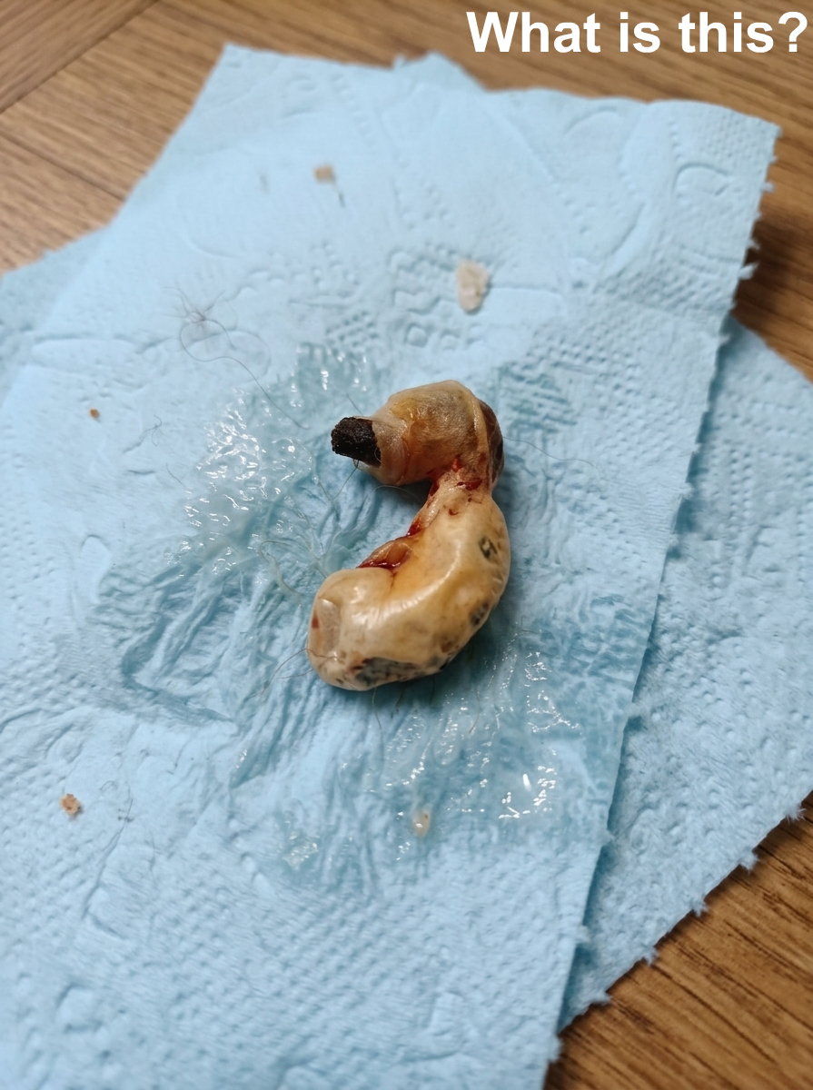 I found this in my son’s room while cleaning. When I tried to vacuum under the bed,