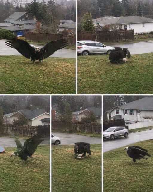 Giant Eagle captured in Bro… see more..