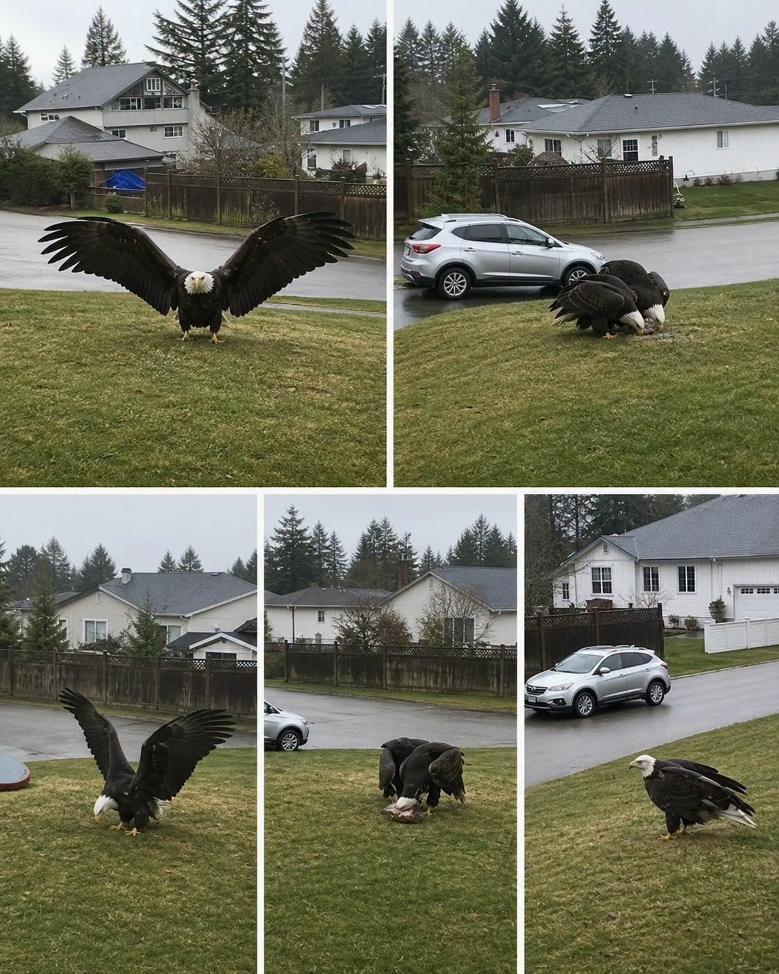 Giant Eagle captured in Bro!