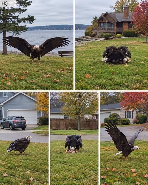 Huge Eagle trapped in Bro… see more..